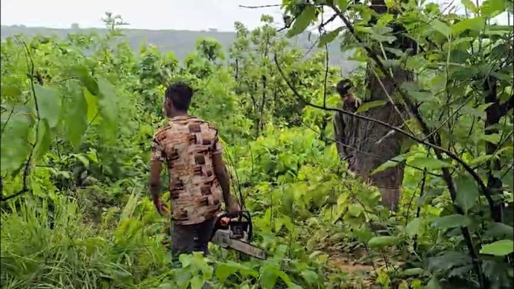 Workers cut down forest trees in Mudagaon and Saraitola villages on June 26