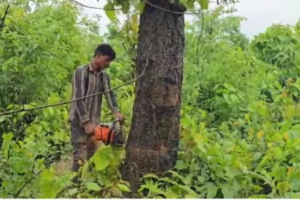 Massive Tree Felling in Chhattisgarh’s Raigarh for Adani Coal Mine Sparks Environmental Concerns