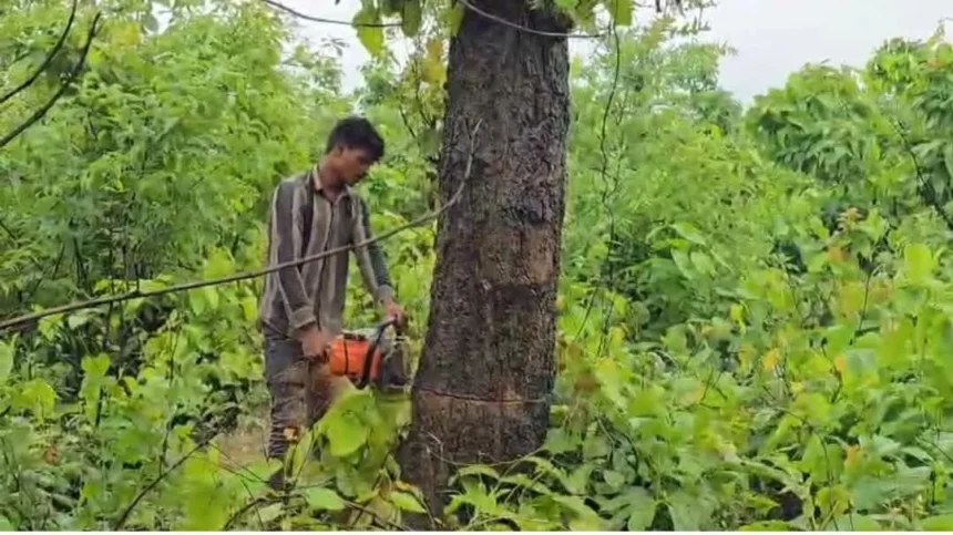 Massive Tree Felling in Chhattisgarh’s Raigarh for Adani Coal Mine Sparks Environmental Concerns