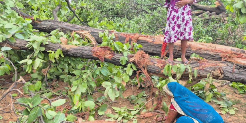 Massive Over 2 Lakh Tree Felling for Adani’s Coal Mine in Raigarh, Chhattisgarh Raises Environmental Red Flags
