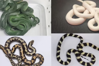 16 Rare Snakes Detected: Mumbai Airport Intercepts Unusual Cargo from Thailand