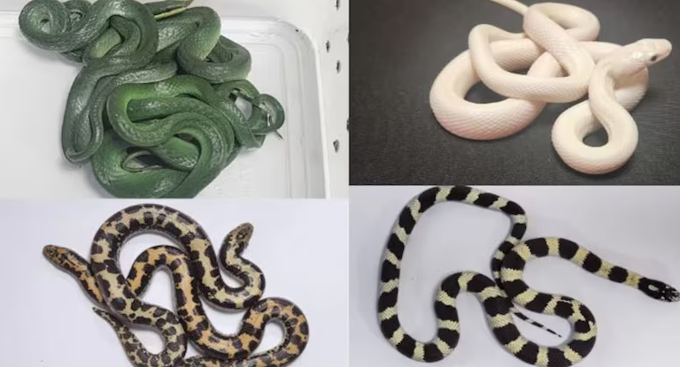16 Rare Snakes Detected: Mumbai Airport Intercepts Unusual Cargo from Thailand