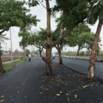 Bihar’s ₹100 Crore Highway Faces Unusual Obstacle: 20+ Trees Left Standing in the Middle
