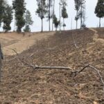 Nearly 600,000 Trees Uprooted in J&K as Riverbank Encroachment Runs Rampant
