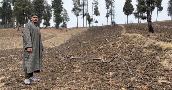 Nearly 600,000 Trees Uprooted in J&K as Riverbank Encroachment Runs Rampant