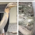 12-Foot King Cobra Handled Bare-Handed by Man in Mesmerizing Forest Officer Video