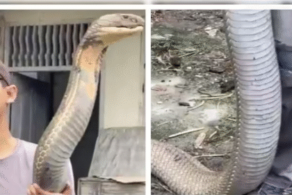 12-Foot King Cobra Handled Bare-Handed by Man in Mesmerizing Forest Officer Video