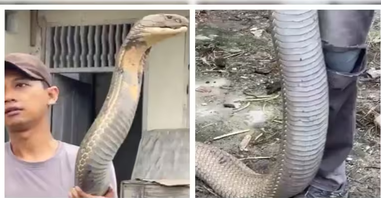 12-Foot King Cobra Handled Bare-Handed by Man in Mesmerizing Forest Officer Video