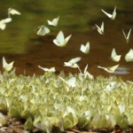 Aralam Sanctuary Named India’s 1st Official Butterfly Species Habitat in Kerala