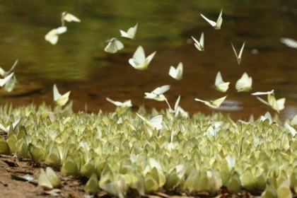 Aralam Sanctuary Named India’s 1st Official Butterfly Species Habitat in Kerala