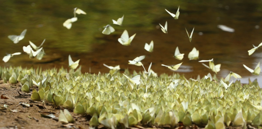 Aralam Sanctuary Named India’s 1st Official Butterfly Species Habitat in Kerala
