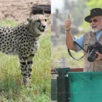 Is Modi’s Cheetah Project Working? Doubts Grow Over the Fate of Namibian Cheetahs in India