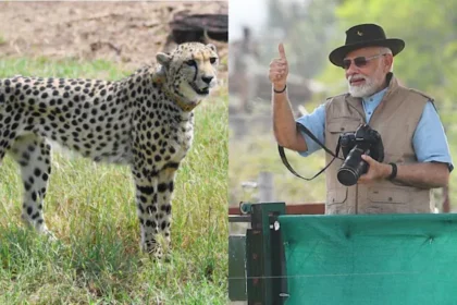 Is Modi’s Cheetah Project Working? Doubts Grow Over the Fate of Namibian Cheetahs in India
