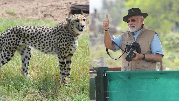 Is Modi’s Cheetah Project Working? Doubts Grow Over the Fate of Namibian Cheetahs in India