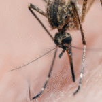 Colorado Reports 1st West Nile Virus Death of 2025 — Boulder County Resident Dies Amid Rising Mosquito-Borne Threat