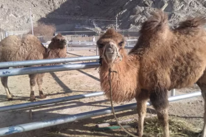 Ladakh’s Terrain Challenges: How Bactrian Camels Are Becoming a Formidable Ally for the Indian Army