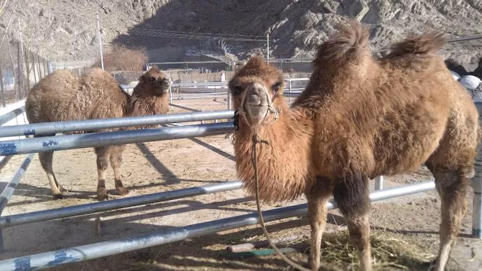 Ladakh’s Terrain Challenges: How Bactrian Camels Are Becoming a Formidable Ally for the Indian Army