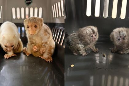 Mumbai Customs Arrest Passenger for Smuggling Exotic Wildlife from Bangkok