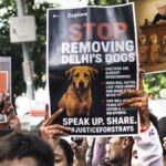 Supreme Court Reserves Order on Plea Challenging Stray Dogs Removal from Delhi-NCR Streets