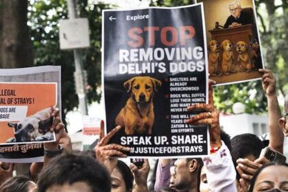 Supreme Court Reserves Order on Plea Challenging Stray Dogs Removal from Delhi-NCR Streets