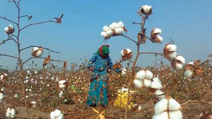 India Sacrifices Cotton Farmers as Trump Tariffs Force Removal of Import Duty