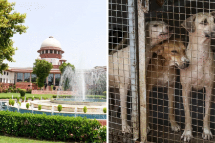 India’s Supreme Court Reverses Stray Dog Relocation, Rules for Release After Sterilisation