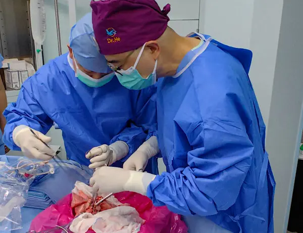 Medical Breakthrough: First-Ever Pig Lung Transplant Performed on Brain-Dead Man – Historic Step in Xenotransplantation