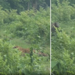 Wild Boar Chases Leopard in Forest, IFS Officer Shares Clip that Stuns Millions Online
