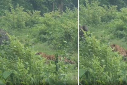 Wild Boar Chases Leopard in Forest, IFS Officer Shares Clip that Stuns Millions Online
