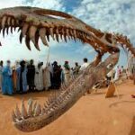 Niger’s Bone Keepers Preserving Dinosaurs to Supercrocs Amid Fossil Heritage Crisis